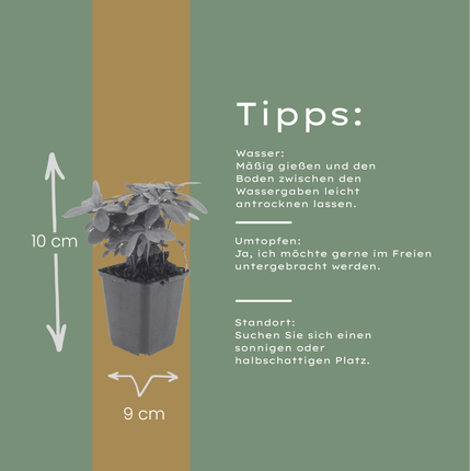 Euphorbia amygdaloides robbiae - Wolfsmelk - ↕10-25cm - Ø9cm - 48x