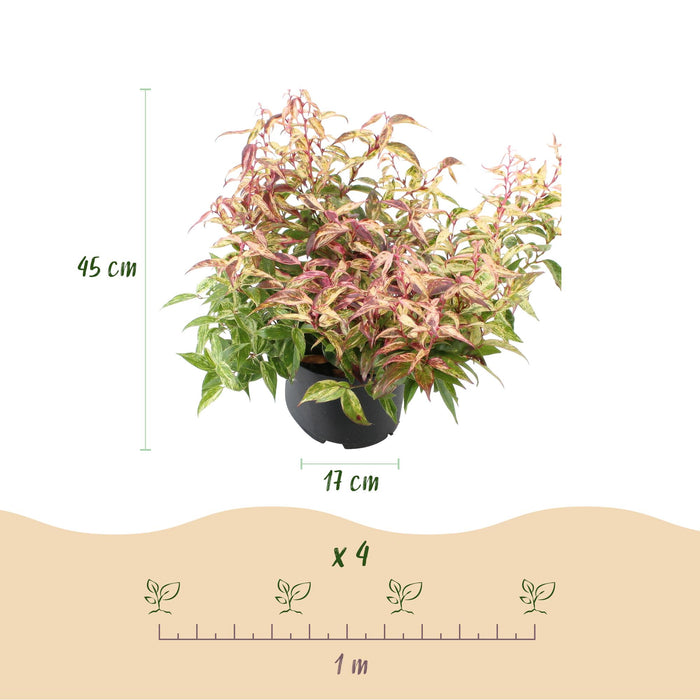 Leucothoe Makijaz - Bruin - 2 Planten - Groenblijvend - Weinig Onderhoud - Pot 17cm Hoogte 45cm