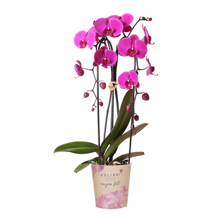 Paarse phalaenopsis orchidee potmaat Ø12cm | Freeride | bloeiende kamerplant