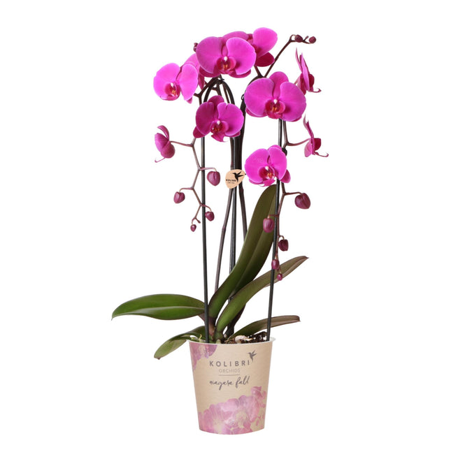 Phalaenopsis-Orchidee (lila) im Topf Ø 12 cm | Freeride | Blühende Zimmerpflanze