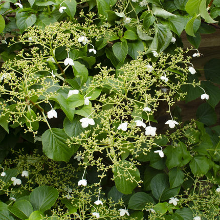 Hydrangea Petiolaris - Klimhortensia - ↕65cm - Ø15cm