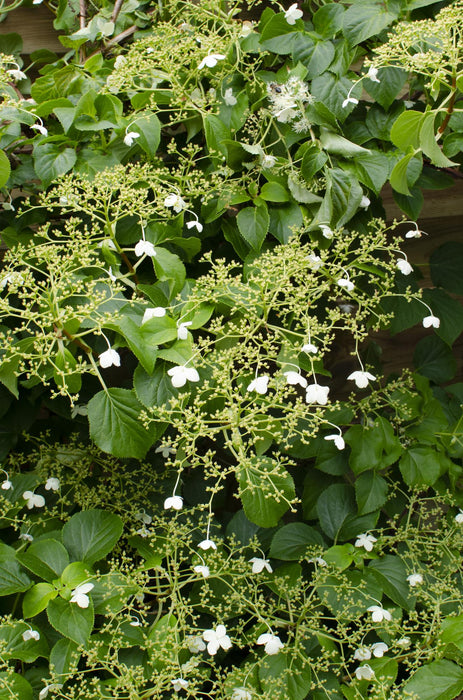 Hydrangea Petiolaris - Klimhortensia - ↕65cm - Ø15cm