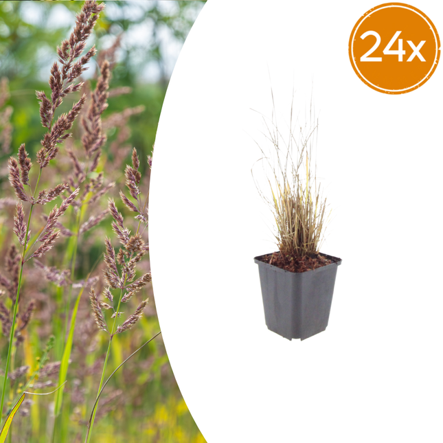 Calamagrostis brachytricha - Hierba diamante - ↕10-25cm - Ø9cm - 24x