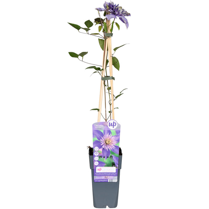 Clematis Multi Blue - Clematis Blauw - ↕65cm - Ø15cm