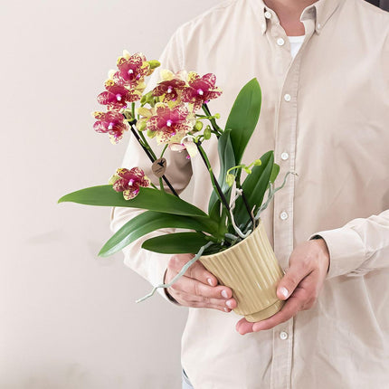 Orange-yellow Phalaenopsis orchid pot size Ø9cm | Grosseto | flowering houseplant