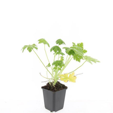 Geranium macrorrhizum 'Spessart' - ↕10-25cm - Ø9cm - 24x