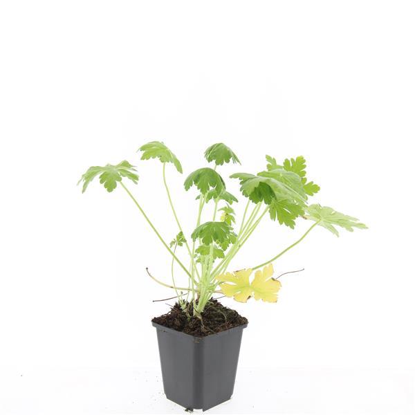 Geranium macr. 'Spessart' - ↕10-25cm - Ø9cm - 24x