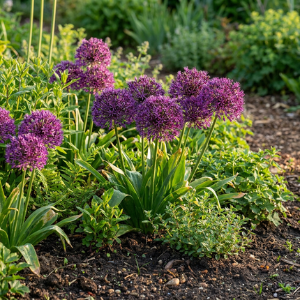 120x Allium Miami - Bloembollen - Sierui - Paars - Zomerbloeier - Bolmaat 10/+