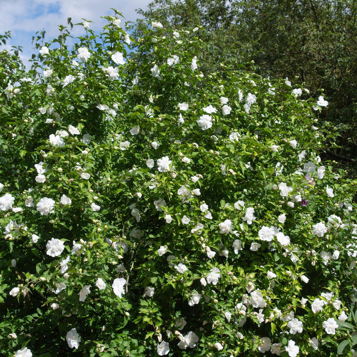 Tuinplant - Hibiscus syriacus White Chiffon® - Plant op stam - Terras Plant - Bladverliezend - Weinig Onderhoud - Pot 19cm Hoogte 90cm