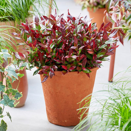 Leucothoe Little Flame - Rood - 1 Plant - Groenblijvend - Weinig Onderhoud - Pot 17cm Hoogte 40cm