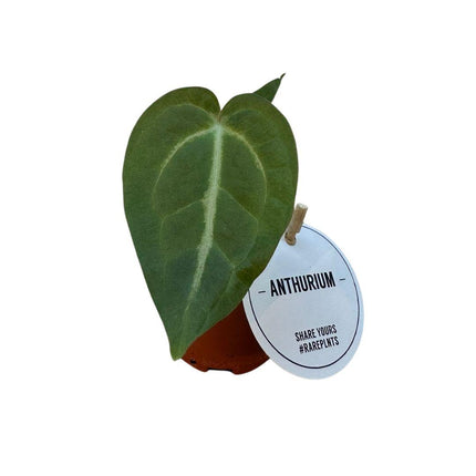 Anthurium Magnificum - ↕20cm - Ø6cm