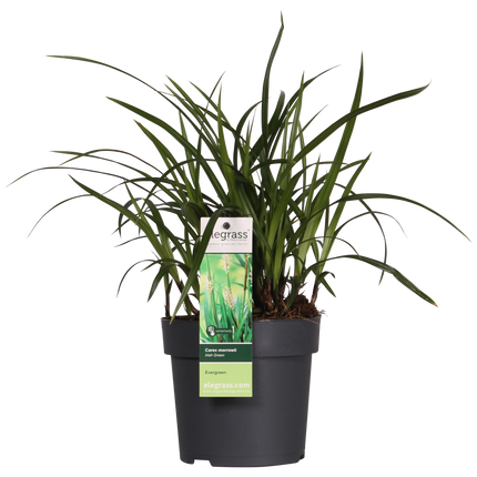 Carex morrowii 'Irish Green' - ↨30cm - Ø14 - 3x