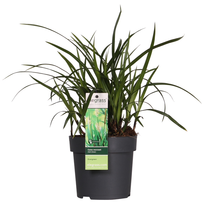Carex morrowii 'Irish Green' - ↨30cm - Ø14 - 3x
