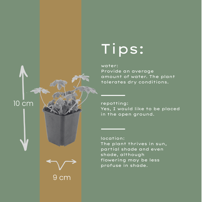 12x Geranium macr. 'Bevan's Variety' - ↕10-25cm - Ø9cm