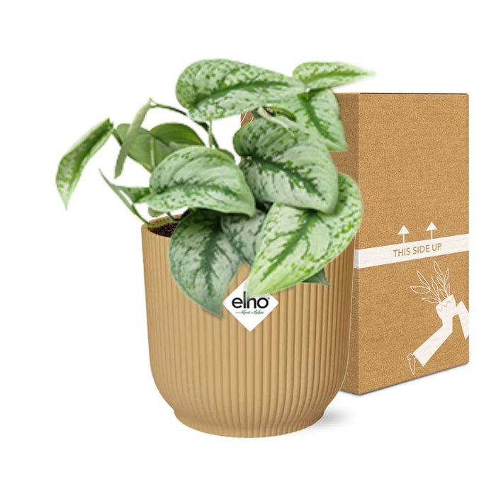 Scindapsus Pictus ‘Trebie’ in elho Vibes Fold Ø14cm geel