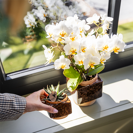 Kolibri Home | Elegancka doniczka dekoracyjna Cube - Ø6 cm