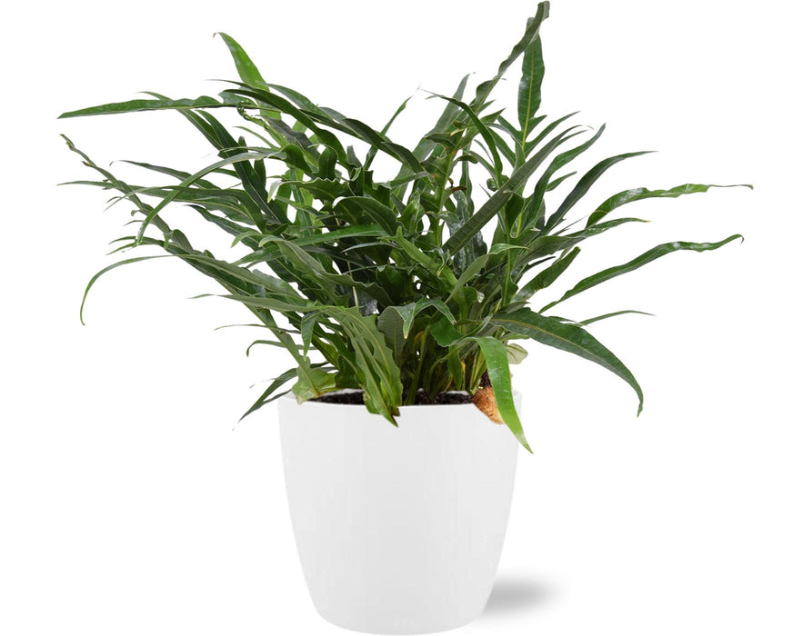 Aglaomorpha Coronans - ↕45cm - Ø17cm + Pot Brussels D18x17cm - Wit