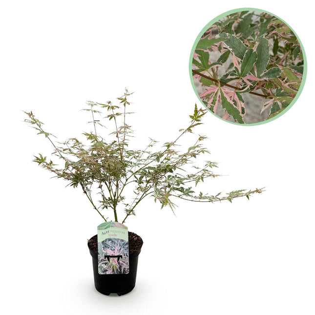 Japanese Maple - Acer Palmatum Iyoshi - Pink - ↕70cm - Ø19cm