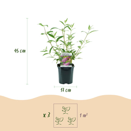 Buddleja davidii Pink Delight - Arbusto de mariposas - Rosa - ↕45cm - Ø17cm - 3x