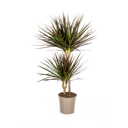 Dracena Marginata Magenta - ↕70-90cm - Ø19cm