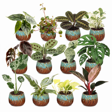 Baby Plants Surprise Box 12x - Verrassingsbox kleine planten - Diversen - Tropisch - incl. Copper Reef - Ø6cm - ↕5-15cm