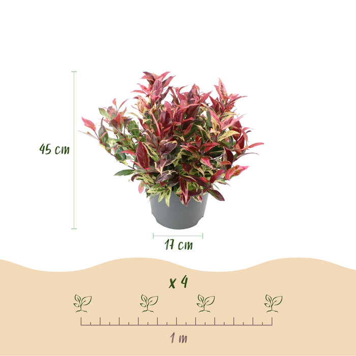 Leucothoe Colour Diamond - Bont - 1 Plant - Groenblijvend - Weinig Onderhoud - Pot 17cm Hoogte 45cm