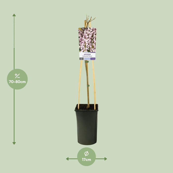 Wisteria Floribunda 'Rosea' + light Label - ↕75cm - Ø17cm