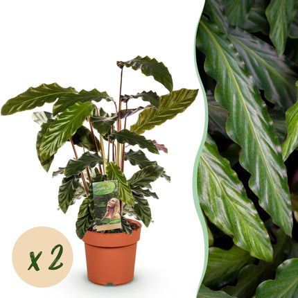 Calathea Rufibarba - Pauwen plant - ↕55-60cm - Ø17cm -2x