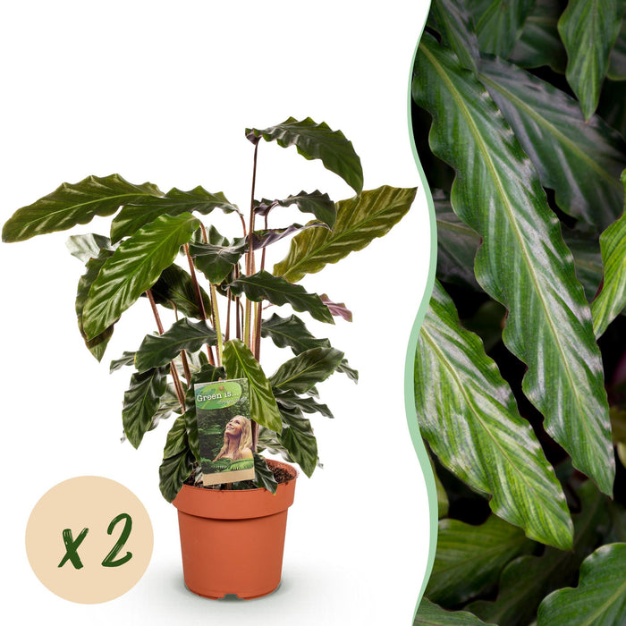Calathea Rufibarba - Pauwen plant - ↕55-60cm - Ø17cm -2x