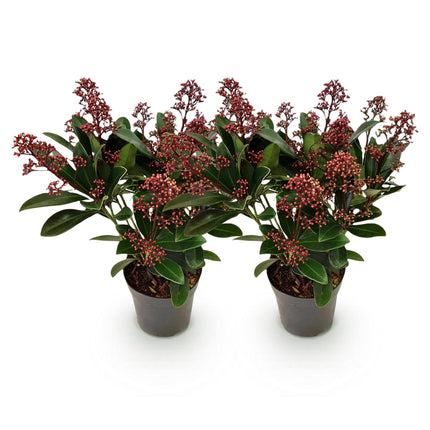 Skimmia Japonica Rubella - Bloem Rood - 10+ Bloemen - ↕25cm - Ø10,5cm - 2x