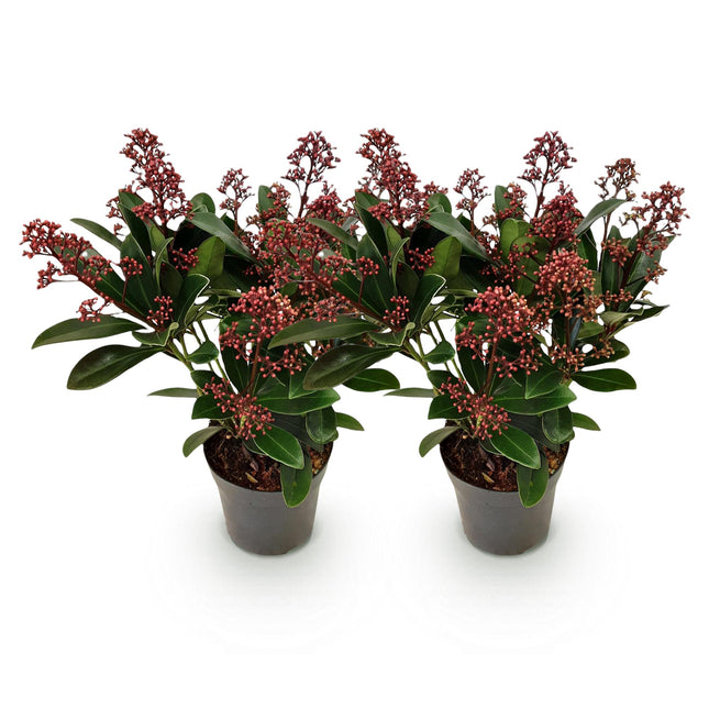 Skimmia japonica 'Rubella' – Rote Blüte – 10+ Blüten – ↕25 cm – Ø10,5 cm – 2 Stück