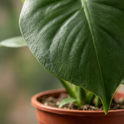 Monstera Deliciosa - Gatenplant - 2x - met Potter Wit - Pot 12cm - Hoogte - 30cm