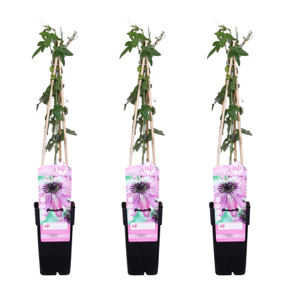 Flor de la pasión - Passiflora 'Purple Haze' - ↕65cm - Ø15cm - 3x