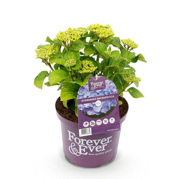 Terrasplant - Hortensia - Hydrangea Forever & Ever - Blauw - 7-12 Bloemen - Pot 23cm Hoogte 55cm