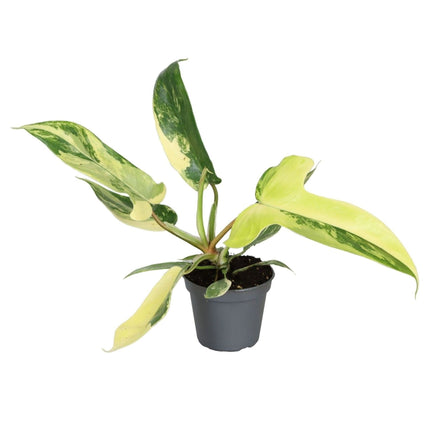 Philodendron Florida Beauty - Groen - Geel - Tropisch - Ø6cm - ↕13cm