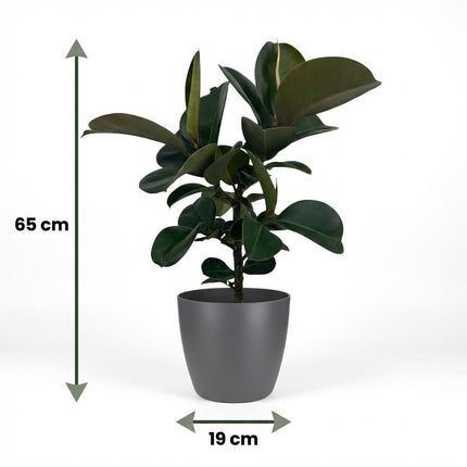 Ficus Elastica Cloe - Roślina gumowa - w szarej doniczce - ↕65cm - Ø19cm