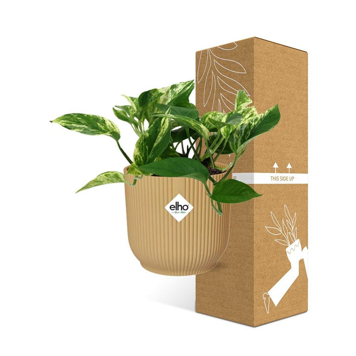 Scindapsus (Epipremnum) Marble Queen in elho Vibes Fold Ø14cm geel
