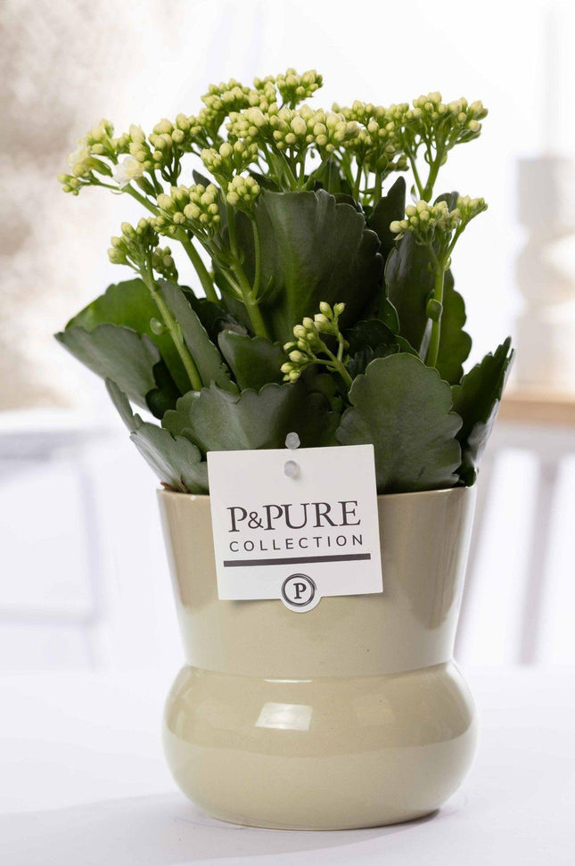 Kalanchoe blanca en jarrón para plantas P&PURE Maxima Green - Ø12cm - ↕27cm