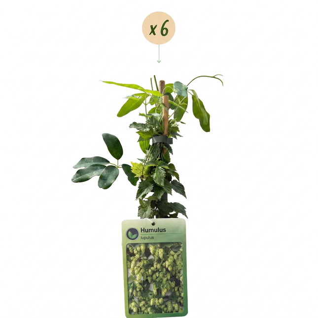Humulus lup. Nordbrau - Noordbrouwhop 6x - Groen - Klimplant - Ø9cm - ↕35cm