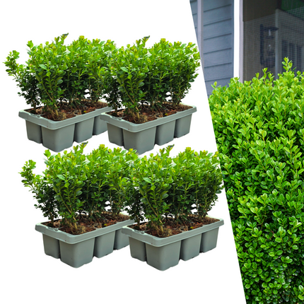 Buxus NewGen Freedom – opakowanie 4x6 – wytrzymałe krzewy zimozielone 24 x Ø7 cm – ↕15 cm – kompaktowy bukszpan