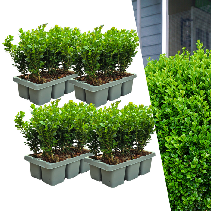 Buxus NewGen Freedom – 4x6 Pack - Winterharde Groenblijvende Struiken 24 x Ø7cm - ↕15cm - Compacte Buxus