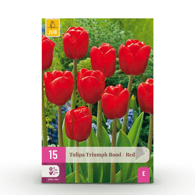 Bulbi da fiore - Tulipano Triumph Rosso - Colore Rosso - 15 pezzi - Misura bulbo 11/12 - Confezione XXL