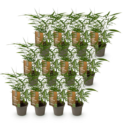 Bamboe - Fargesia Asian Wonder - Niet Woekerend - Groen - ↕35cm - Ø14cm - 12x