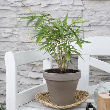Fargesia robusta 'Pingwu' - Bamboe - ↕40cm - Ø14cm