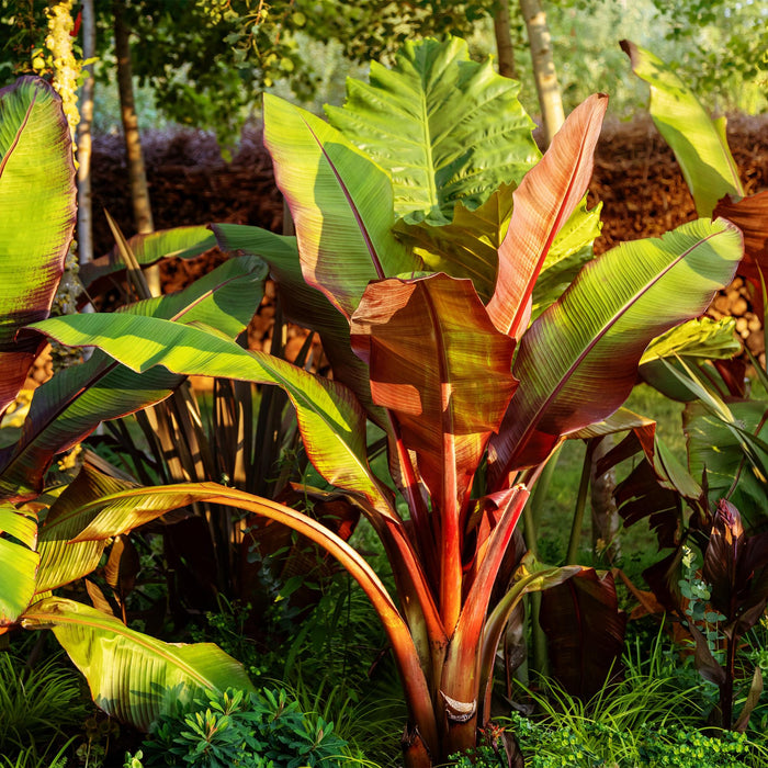 Fruitplant - Bananen plant - Ensete ventricosum Maurelli - Winterhard - 4 planten - Pot 17cm Hoogte 40cm