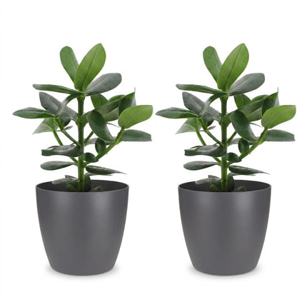 Clusia Princess - 2x - met Potter Grijs - Pot 12cm - Hoogte - 40cm