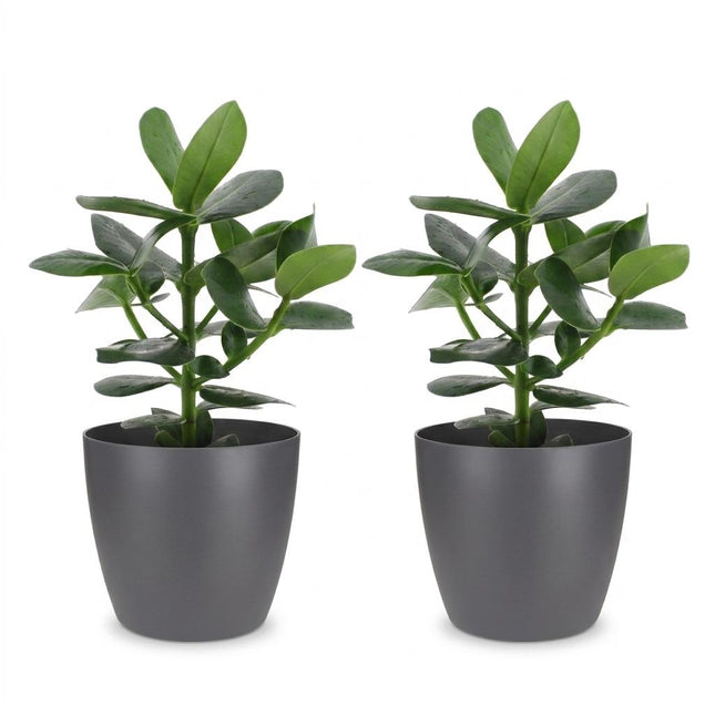 Clusia Princess - 2x - with Potter Grey - Pot 12cm - Height - 40cm