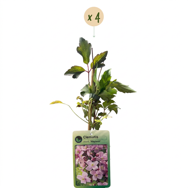 Clematis mont. 'Mayleen' - Bergclematis 4x - Licht Roze - Klimplant - Ø9cm - ↕35cm