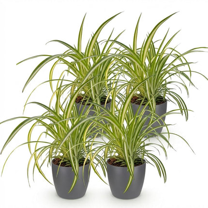 Chlorophytum comosum Variegatum - Bonte Graslelie - met grijze plantenpotten - ↕20cm - Ø12cm - 4x