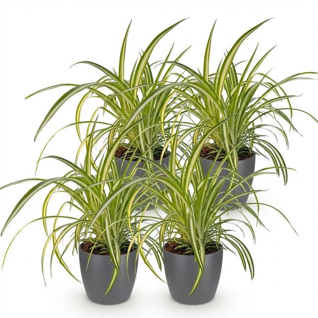 Chlorophytum comosum Variegatum - Bonte Graslelie - met grijze plantenpotten - ↕20cm - Ø12cm - 4x